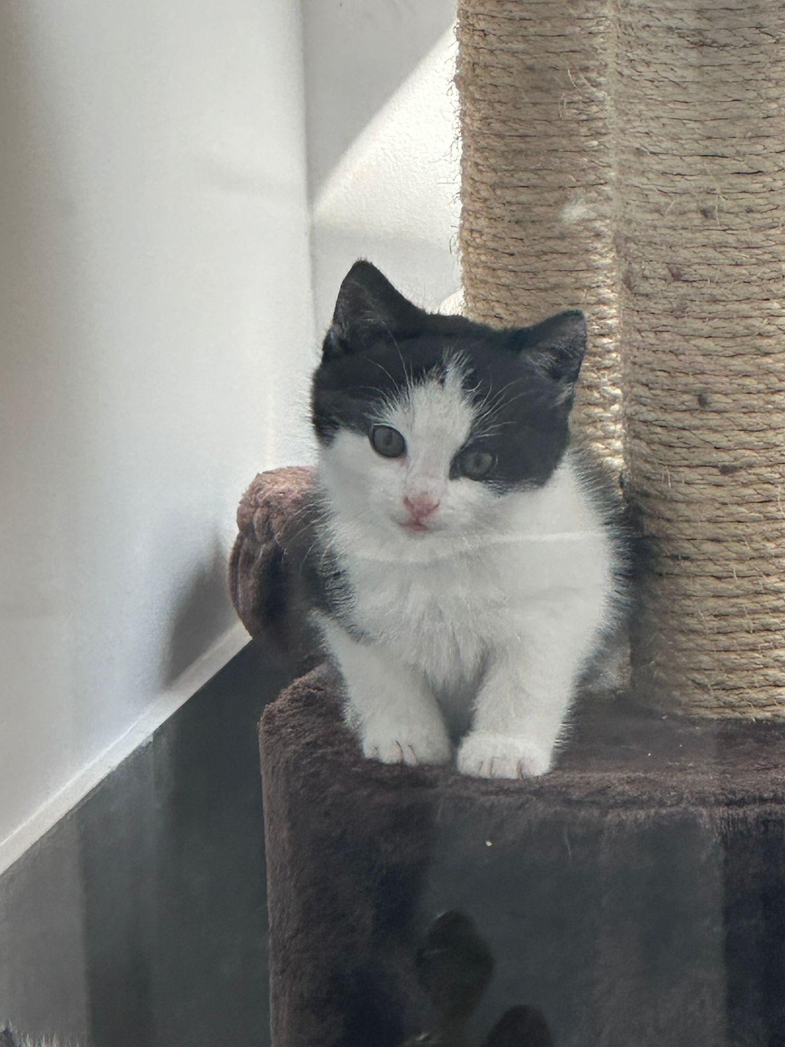 Minka mit ihren Babys – Tierheim Butzbach