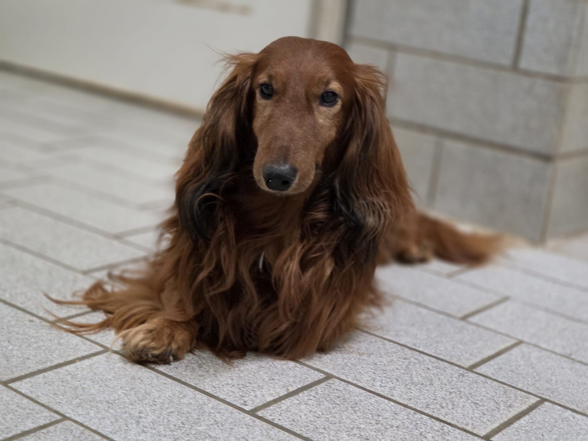 chewie