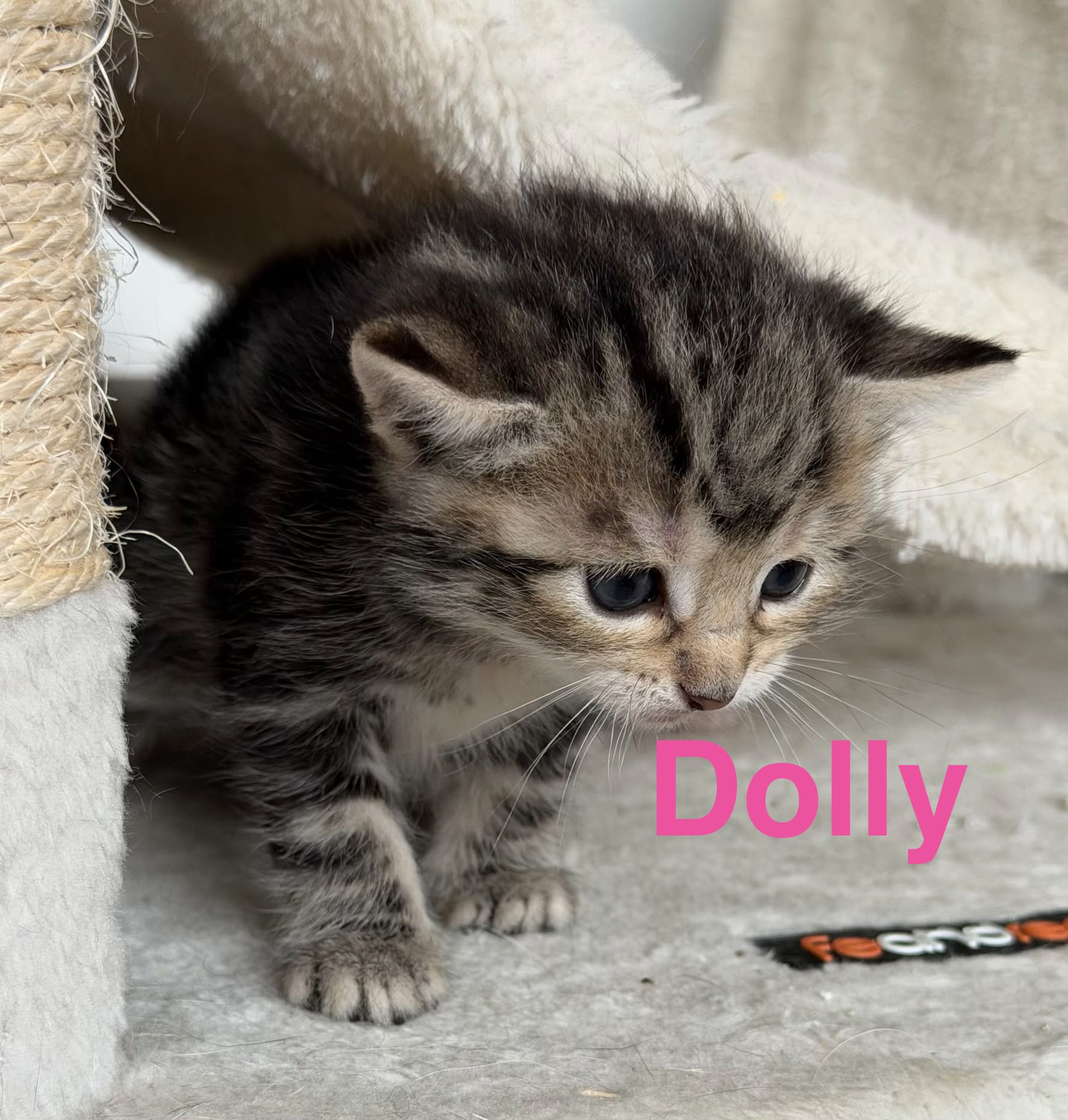 Dolly